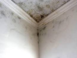 Professional Mold Inspection in Fairview, OR